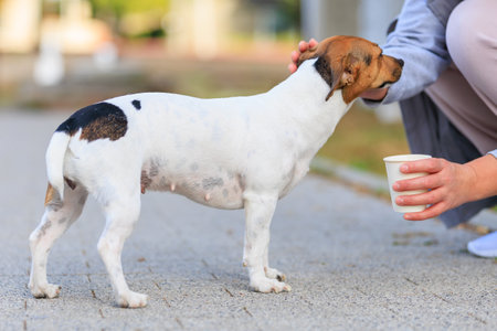 A cute Jack Russell Terrier dog walks along the sidewalk. Pet portrait with selective focus and copy...