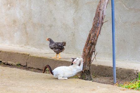 Cat on the street. Background with selective focus and copy space for textの写真素材