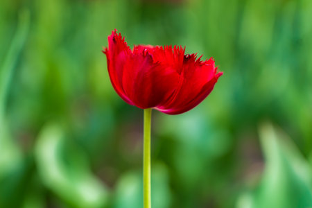 Flowers in a flower bed tulips. Greening the urban environment. Background with selective focus and copy spaceの写真素材