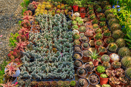 Garden for growing ornamental plants. Background with selective focus and copy space for textの写真素材