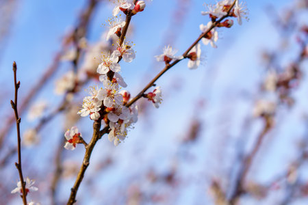 Flowers and flowering trees in early spring. Spring backgroundの写真素材