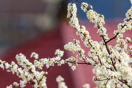 Branches of flowering fruit trees with selective focus. Spring background