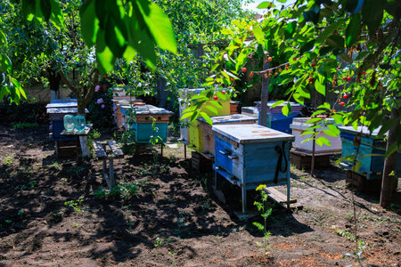 Apiary with bees. Background with selective focus and copy space for textの写真素材