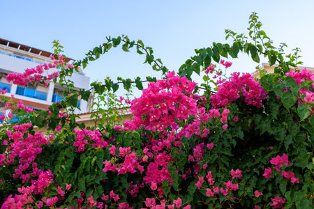 Beautiful blooming exotic trees. Background with selective focus and copy space for text.の写真素材
