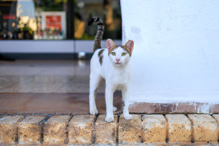 Cute white cat on the street. Background with selective focus and copy space for text.
