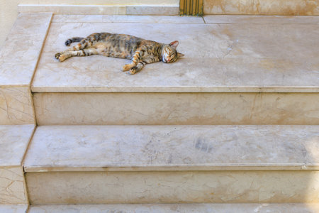 The cat is resting on the threshold of the house. Background with selective focus and copy space for text.の写真素材