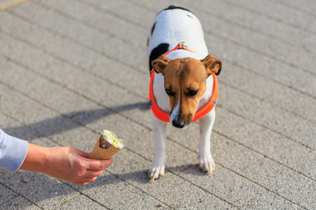 A dog of the Jack Russell Terrier breed eats ice cream. Animal portrait with selective focus and copy space for textの写真素材
