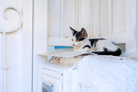 A cute cat is resting in the shade near the house. Background with selective focus and copy space for text.の写真素材