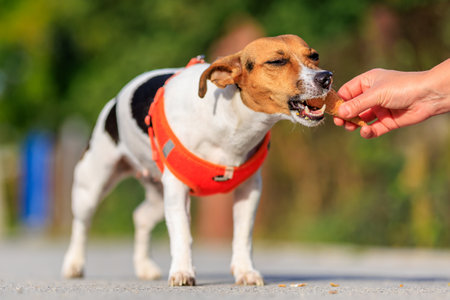 Cute Jack Russell Terrier dog eats ice cream on a walk in the park. Pet portrait with selective focus and copy space for textの写真素材