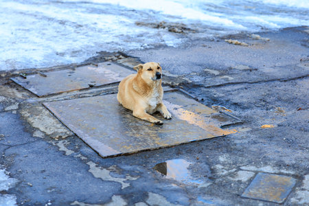 A dog is laying on a cold, wet pavement. The dog is brown and has a black nose. The pavement is covered in puddles and the dog is looking up at the sky.の写真素材