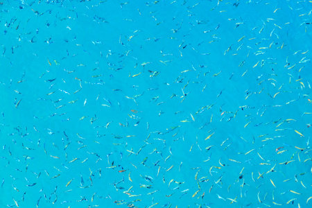 A blue background with many fish swimming in it. The fish are of different sizes and colors. Concept of calmness and serenity, as the fish peacefully swim in the waterの写真素材