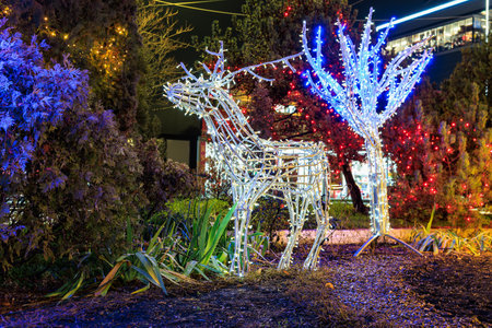 Illuminated reindeer and trees: festive outdoor christmas light display at night.の写真素材