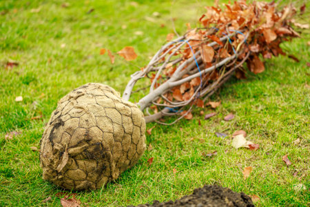A tree root ball with soil attached lying on grass, showing dried leaves and branches