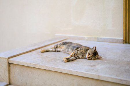 The cat is resting on the threshold of the house. Background with selective focus and copy space for...