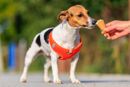Cute Jack Russell Terrier dog eats ice cream on a walk in the park. Pet portrait with selective focus and copy space for textの写真素材
