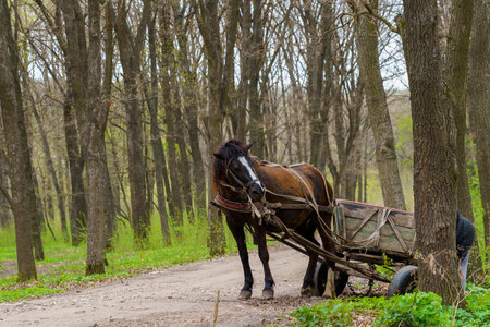 Horse in the forest. Background with selective focus and copy space for textの写真素材