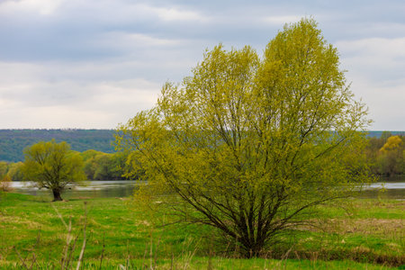 Tree on the shore. Background with selective focus and copy space for textの写真素材