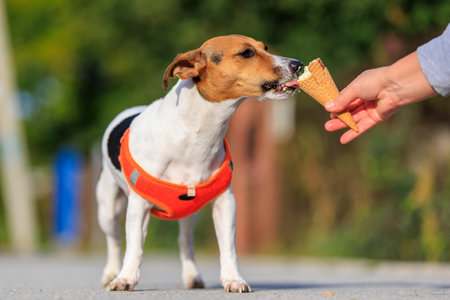Cute Jack Russell Terrier dog eats ice cream on a walk in the park. Pet portrait with selective focus and copy space for textの写真素材