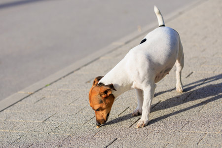 A cute Jack Russell Terrier dog walks along the sidewalk. Pet portrait with selective focus and copy...