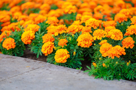 row of orange flowers are in a gardenの写真素材