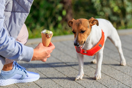 A dog of the Jack Russell Terrier breed eats ice cream. Animal portrait with selective focus and copy space for textの写真素材