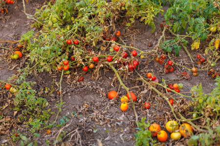 Farm tomatoes. Background with selective focus and copy space for textの写真素材