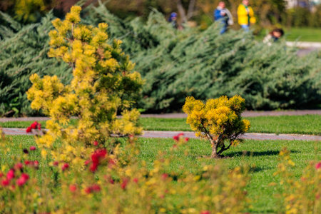 A small yellow tree is in a field of green grass. The grass is lush and the tree is surrounded by other trees. The scene is peaceful and sereneの写真素材