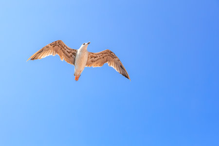 A seagull is flying in the sky above a blue sky. The bird is in the middle of the sky and has its wings spread outの写真素材