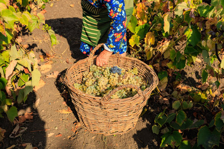 Harvesting white grapes for wine production. Background with selective focus and copy space for text