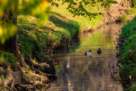 Two ducks swimming in a river. The water is calm and the sun is shining on the surfaceの写真素材