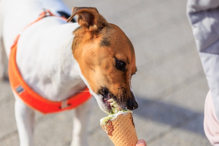 A dog of the Jack Russell Terrier breed eats ice cream. Animal portrait with selective focus and copy space for textの写真素材
