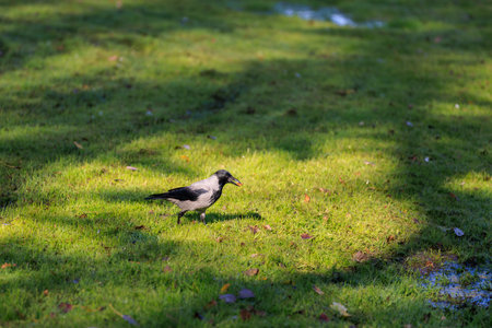 A black bird is walking on a grassy field. The bird is looking down at the groundの写真素材