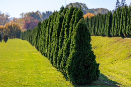 A row of evergreen trees are lined up in a field. The trees are green and tall, and they are all facing the same direction. The field is lush and green, and the trees provide a sense of calmの写真素材