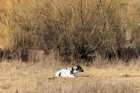 Holstein cow resting in dry field with leafless willow trees in rural setting.の写真素材