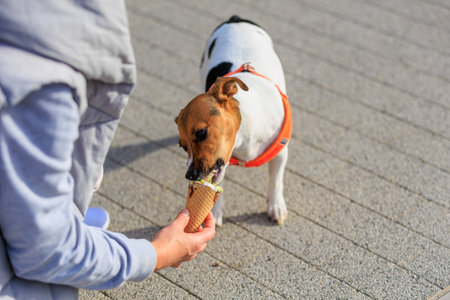 A dog of the Jack Russell Terrier breed eats ice cream. Animal portrait with selective focus and copy space for textの写真素材