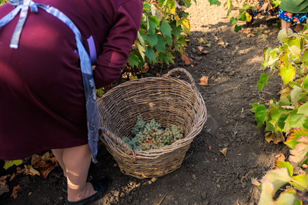 Harvesting white grapes for wine production. Background with selective focus and copy space for text