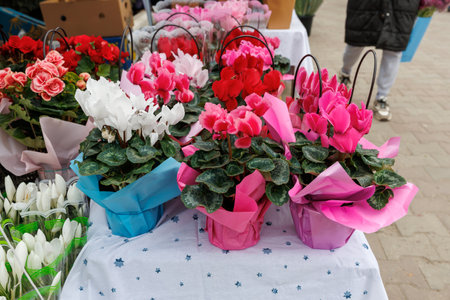 A table with a variety of potted plants, including pink and white ones. A person is walking byの写真素材