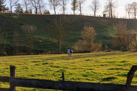 A cow is grazing in a lush green field. The scene is peaceful and serene, with the cow being the...