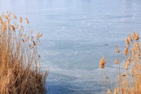 Serene frozen lake with tall reeds in winter landscape.