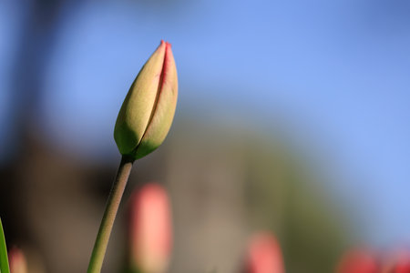 Close-up tulip bud in garden with soft blue sky in background.の写真素材