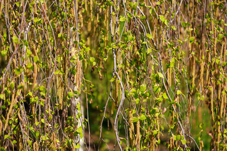 Lush green birch catkins and leaves in springtime sunlight.の写真素材