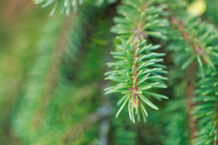Close-up of lush green pine needles in natural setting.