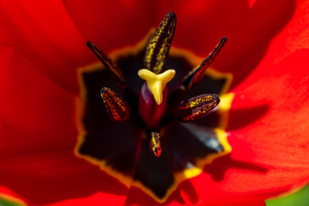 Close-up of vibrant red tulip interior with stamen and petals.の写真素材