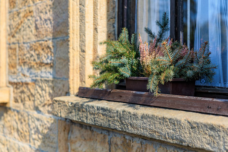 Rustic stone wall with potted fir trees on window ledge in sunlight.の写真素材