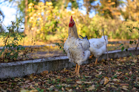 Two chickens standing in a yard with leaves on the ground. The chickens are white and brown