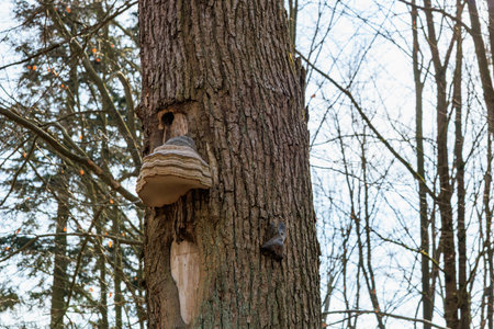 Bracket fungi on tree trunk in forest with winter branches.