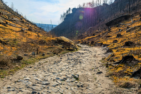 Rocky path through burnt forest valley under bright sky.