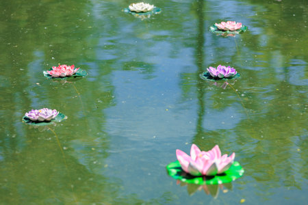 Vibrant water lilies floating on tranquil pond surface.の写真素材