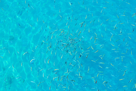 A large group of fish swimming in a blue ocean. The fish are scattered throughout the water, with...