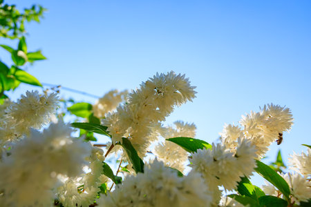 White flowers and bright blue sky: serenity and nature's beauty captured.の写真素材